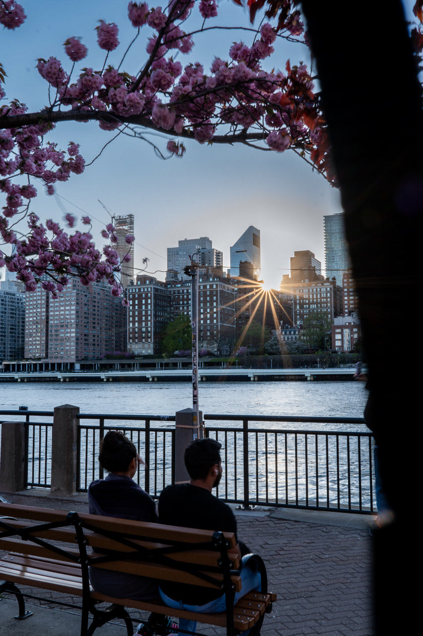 Sunset and cherry blossoms by the East River