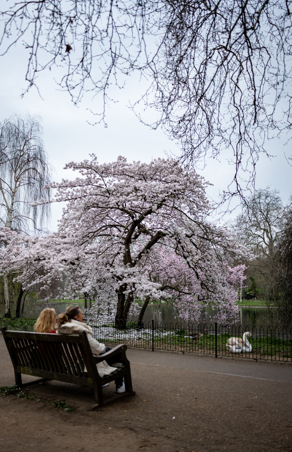 Cherry blossoms above a London park
