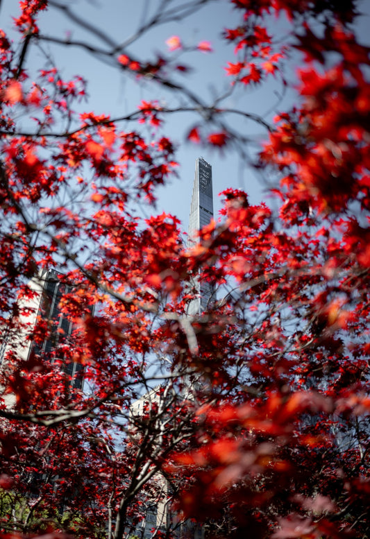 City buildings seen through vivid red autumn leaves
