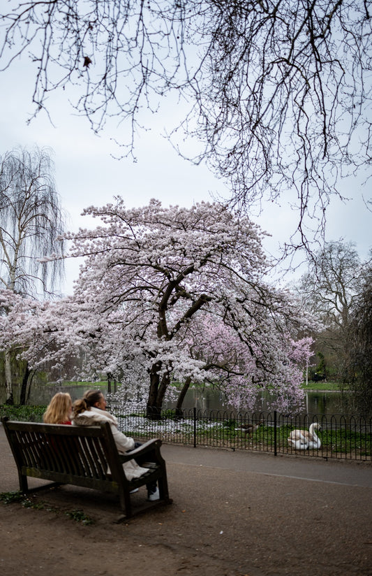 Cherry blossoms above a London park